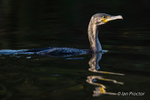 The Hunting Cormorant