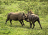 Warthogs fighting