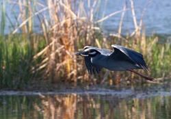Yellow Crowned Night Heron _0014