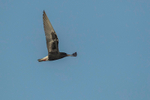 White-winged Black Tern