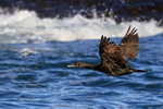 Bank Cormorant portfolio