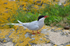 Arctic Tern