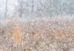 ASPARAGUS MEADOW IN SNOW - NORFOLK COUNTY