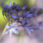 African Lily