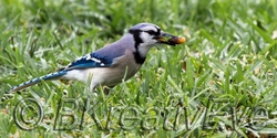 Birds 209