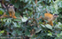 Squirrel Monkeys