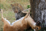 Leopard with Reedbuck kill by a tree
