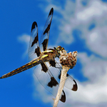 Twelve-spotted Skimmer male Libellula pulchella