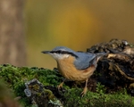 woodland bird hide portfolio