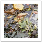 Seaweed IV