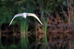 Great Egret front flight shot, Venice Rookery, Florida