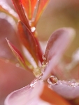 Berberis After Rain (2)
