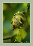 Corylus avellana