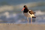 American Oystercatcher portfolio