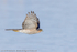 Sparrowhawk (Accipiter nisus)