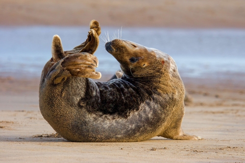 Grey Seal (Halichoerus grypus)