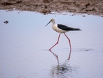 Black-winged Stilt