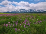 Sawtooth Spring