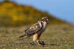 Variable Hawk