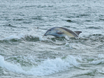 Bottlenose Dolphin in rough water, Chanonry Point, Scotland