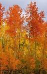 Red and Gold 2