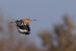 Eurasian Hoopoe in flight, Panna, Madhya Pradesh, India