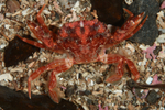 Liocarcinus corrugatus