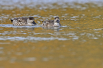Crested Duck pair on sea, Carcass Island, Falklands