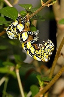 One of the strangest caterpillars. Brahmea caterpillars have extraordinary twisted growths on their backs. In their l…
