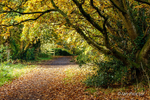 The Overhanging Tree - Barnett Demesne