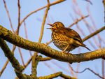 Song Thrush