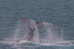 HB Tail Slap 9. 0A3A4688 - Copy