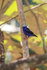 Red-legged Honeycreeper (male), Osa Peninsula, Costa Rica