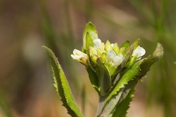 Tower Rock-Cress - Pseudoturritis turita