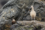 Whimbrel & Seaside Cinclodes, Chile