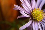 Flowers Set 10 - 04