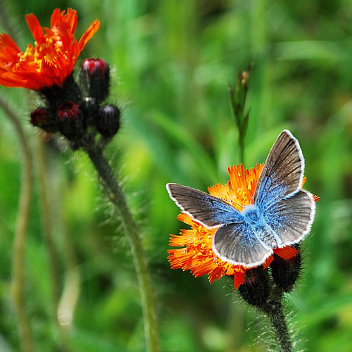Female Silvery Blue feeding on orange hawkweed.