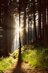 Gwydir forest Z82-7-12 vertical