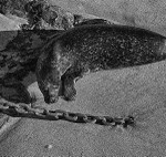 Seal
