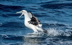 Incoming White-capped Albatross