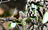 Himalayan Bulbul