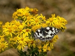 Marbled White