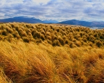 Sand Grass Mountains at Faraid Head