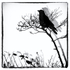 Bird in a bush