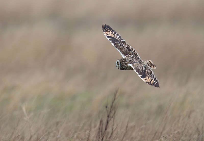 Short Eared Owl
