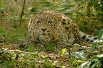 Persian Leopard - Cyrus (Rutland Falconry & Owl Centre)