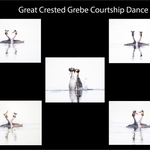 Gold-Paul Richards-Grebe Courtship Panel