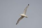 Kittiwake