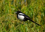 Magpie