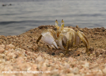 RS013: Ghost Crab
